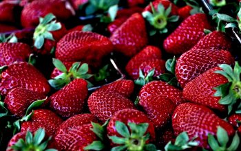 Erdbeeren Fakten Edeka Kempken
