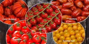 Tomatenvielfalt (Foto: © EDEKA und pixabay.de)
