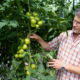 Theo Germes bei der Qualitätskontrolle seiner Tomaten (Foto: © Gartenbaubetrieb Germes)