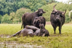 Wasserbüffel sind bekannt dafür, sich zu baden und zu suhlen. (Foto: Familie Mölders)